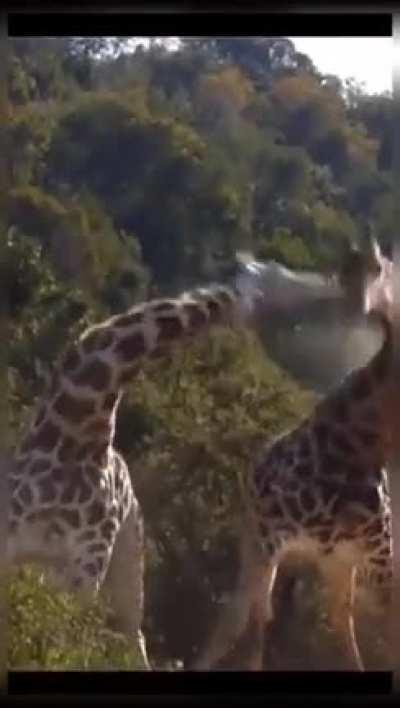 2 Giraffes sparring