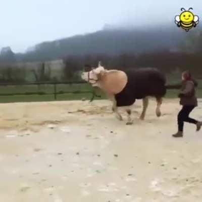 Cow thinks he's a showjumping horse