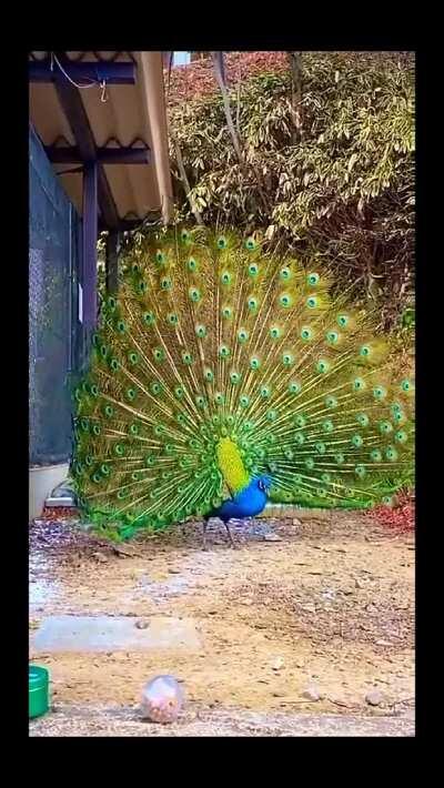 Peacock displaying its feathers