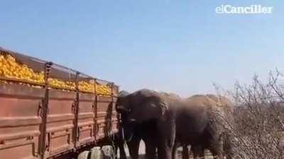 In South Africa, two truck drivers got out to change the tires on their vehicle and ..