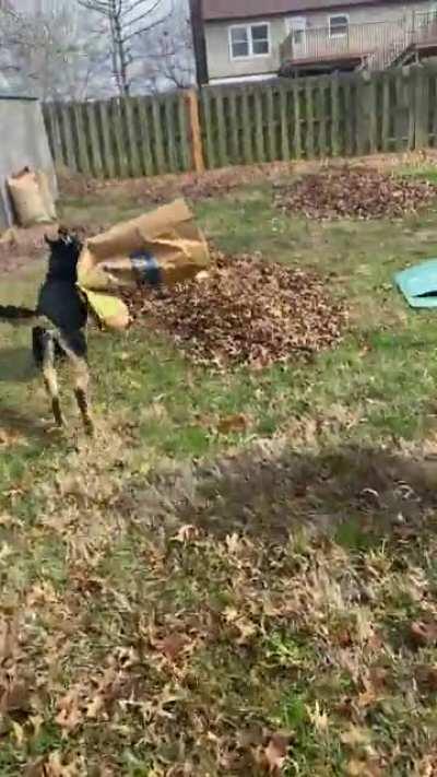 My dog and I are first time homeowners and can’t quite figure out how to deal with leaves.