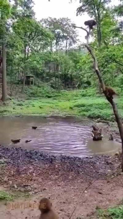 Even monkeys like to take a dive in a cool pool of water