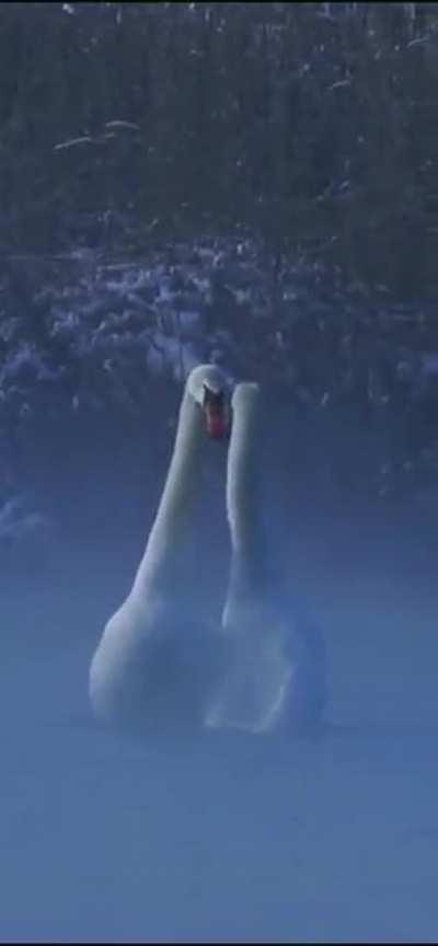 🔥Mute Swans (Cygnus olor), China