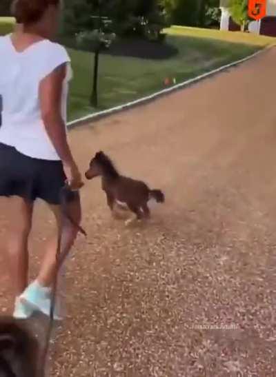 Tiny tiny horse