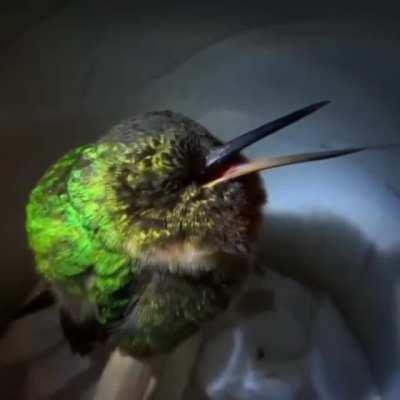 I just learned that Hummingbirds snore, and it is more adorable than I imagined it would be.