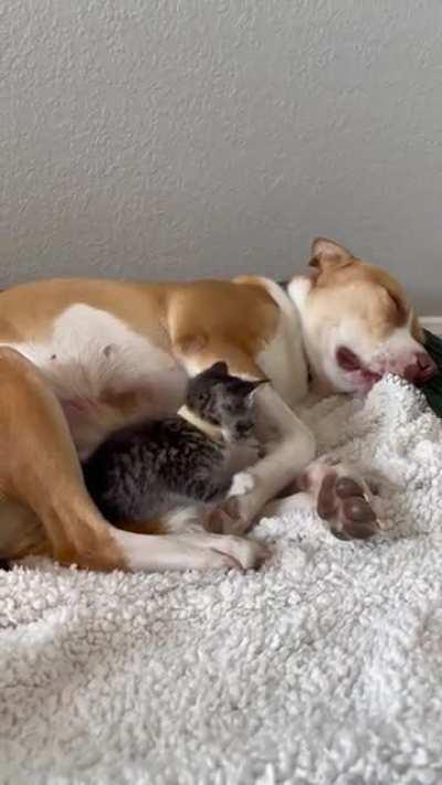 Kittens meet their foster mom