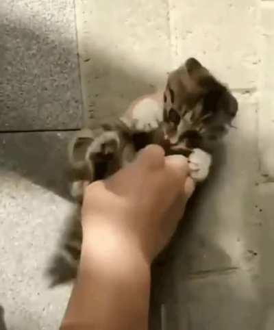 Playing with a kitten