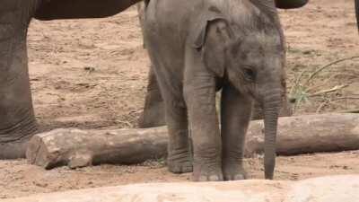 Baby elephant is still wobbly on its feet