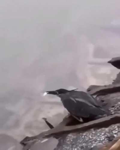 Bird using bait to catch fish