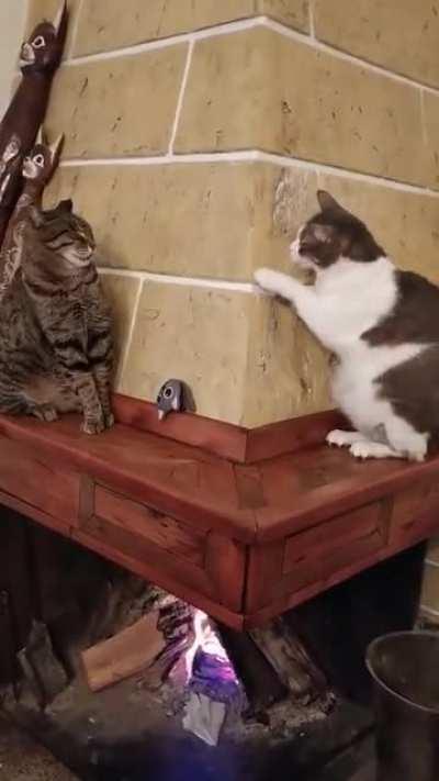 Sneaky Cat Acts Innocent whent Spotted by Another Cat