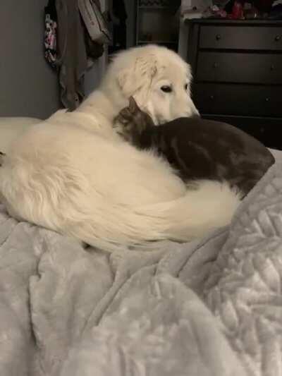 My cat has never liked the dog, but he started doing this after he lost his sister