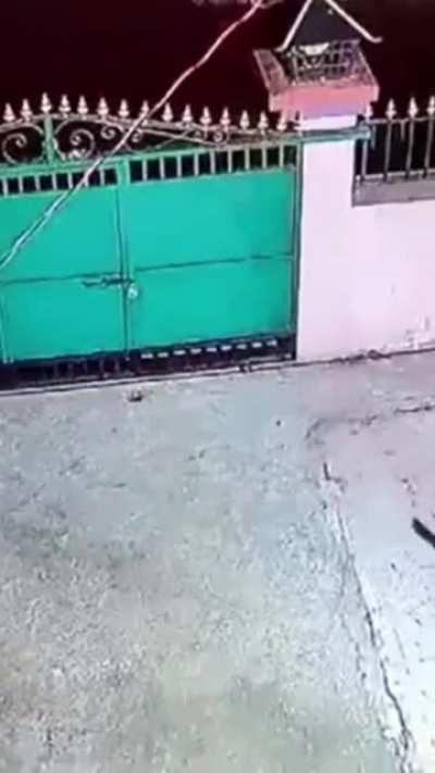 Leopard jumps over security fence to grab dog.