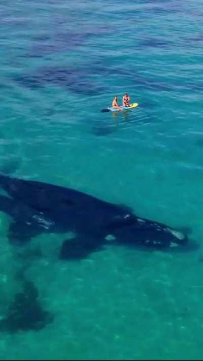 Whales swimming near paddle boarders