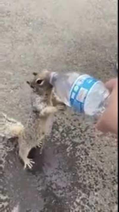 A squirrel asking for water, best thing ever