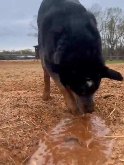 Australian cattle dog digging trenches at the farm