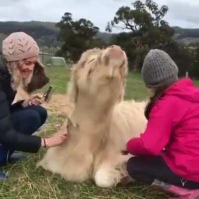 Mikayla can be a bit of a diva when getting her hair brushed