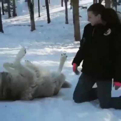 Grey wolf transforms into a good boy when he is visited by the people that helped raise their pack