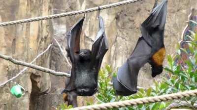 How bat pees