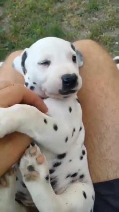 [OC] Dalmatian pupper