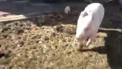 This little piglet named &quot;Guy&quot; was recently rescued by Iowa Farm Sanctuary. One of the older rescues, George, has taken Guy under his wing and they have become close friends.