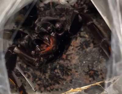 Psalmopoeus irminia babies!