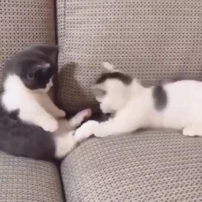 Smol cats playing...