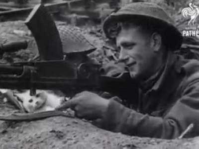 Cat in the trenches, 1940s.