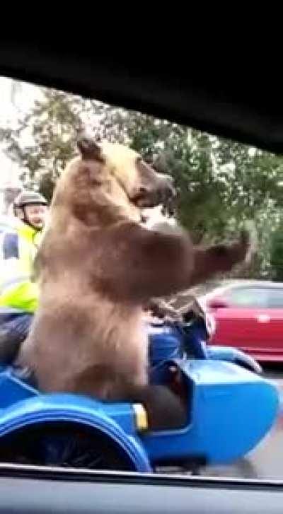 This bear in Russia