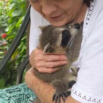 Raccoons purr! Rescued baby raccoons finally feel safe snuggling with their foster mom.