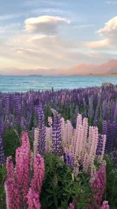 🔥 Tekapo New Zealand 🔥