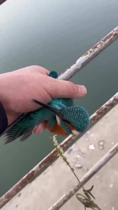 Kingfisher frozen to a bridge gets its feet thawed out & freed by a kindly gentleman