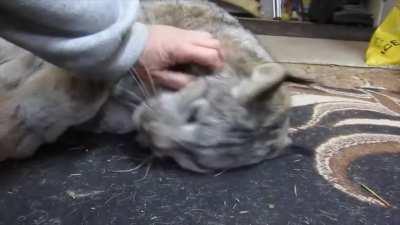 Just petting a purring lynx like it's your typical average house cat