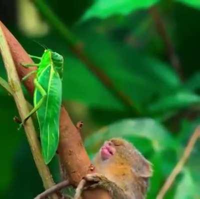 🔥 I shall be gentle to this moving leaf