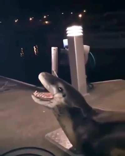 Encounter with leopard seal