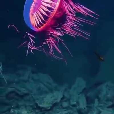 This jellyfish found at a depth of 1225 m off the coast of California