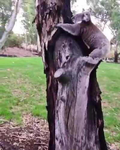 Had this lil fella say g'day on my afternoon walk