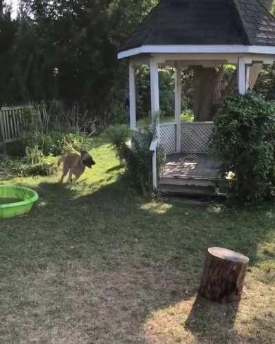 Pig and dog zoomies