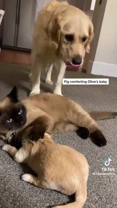 Cat Becomes Puppy’s Nanny