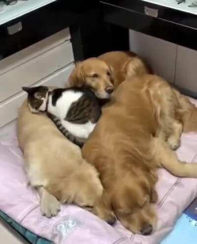 3 Dogs 1 Cat