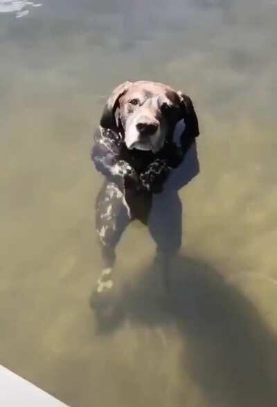 The rare water aerobics pupper.