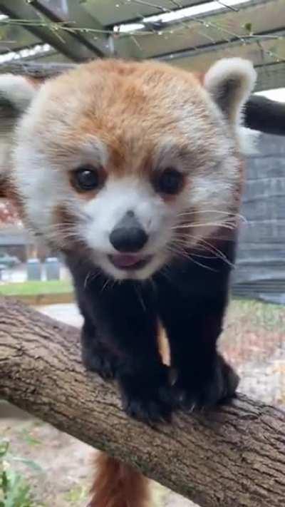 A cute red panda eating grapes