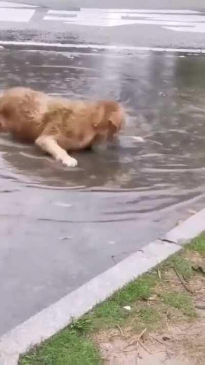 rain doggo