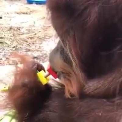 The dexterity skills of an orangutans mouth act as another hand