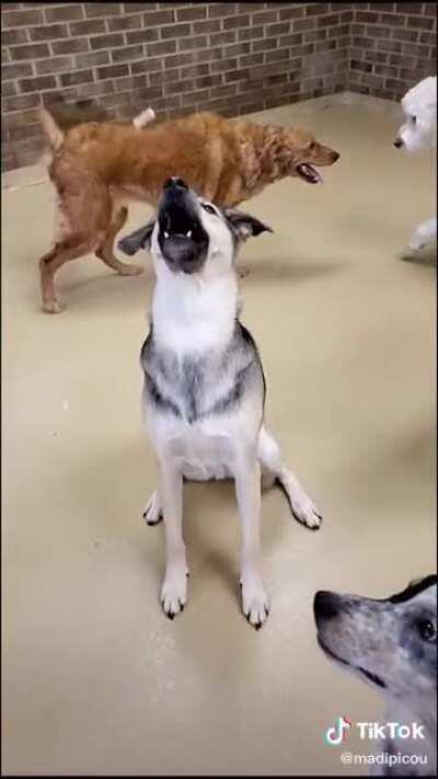 Dogs catching treats in slow motion