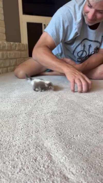 6 week old baby skunk starting to play!