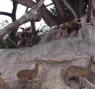 Antelopes dodge attack from wild dogs by calmly standing on rock slope