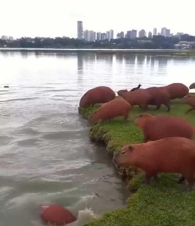 My underwater capybaras need me