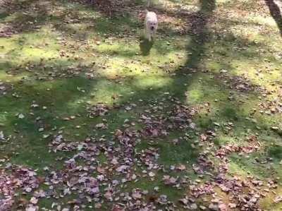 Jumping in leaves