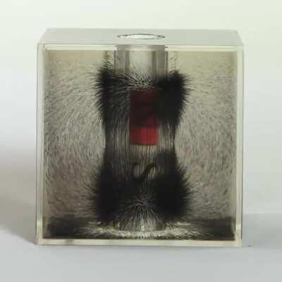 Visualizing magnetic field lines with a cylindrical bar magnet and iron powder suspended in oil