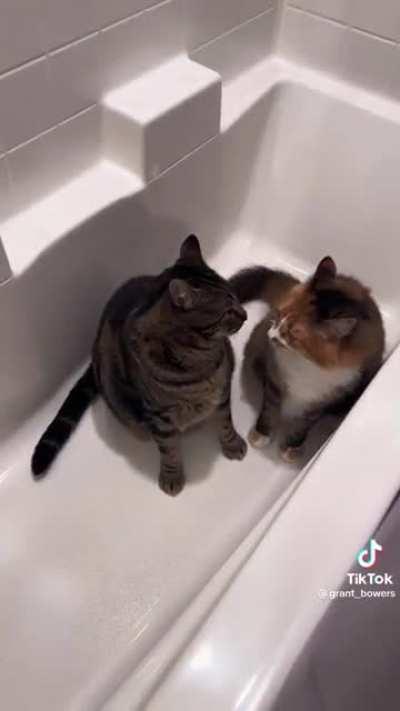 Bath cats